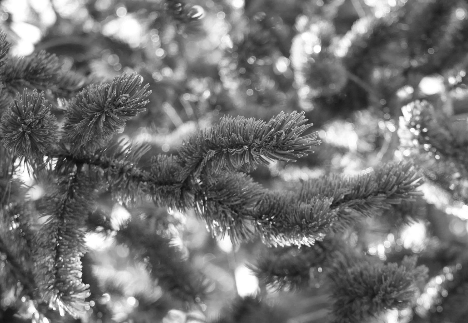 Close-up of evergreen tree branches with soft bokeh effect.