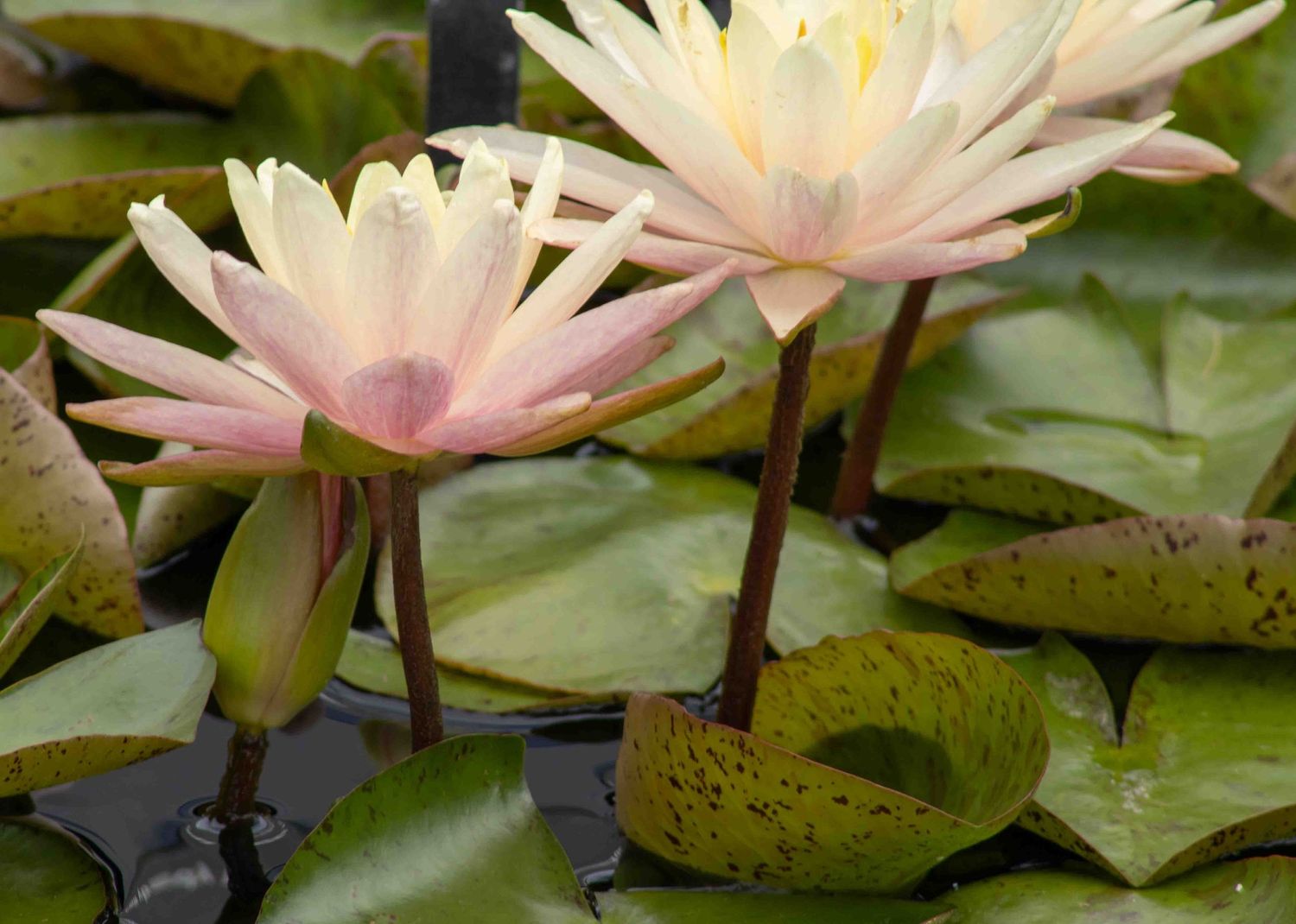 Beautiful pink water lilies floating on dark water with green lily pads in a serene pond.