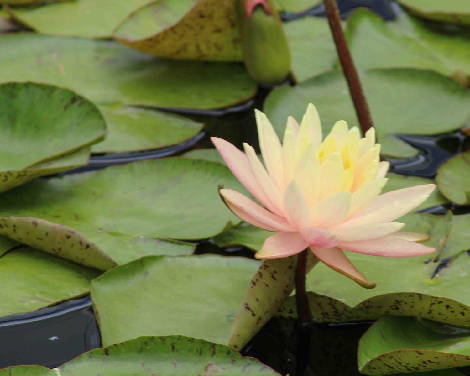 Delicate water lilies with pink and yellow blooms float among green lily pads on still water.