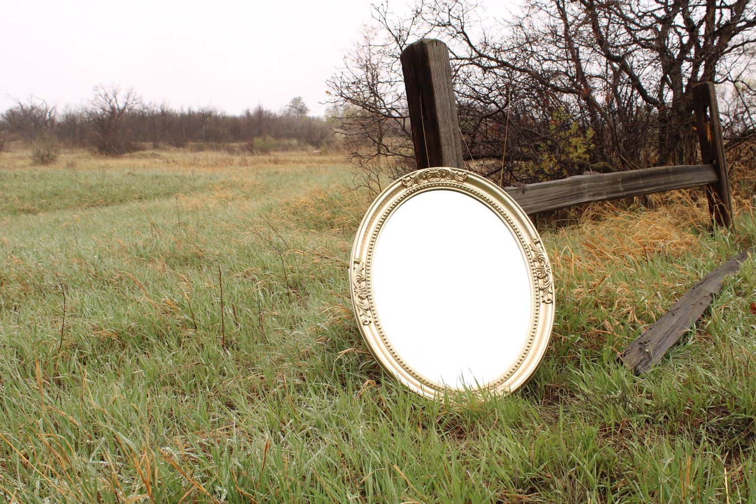Collection of vintage gold mirrors placed on grass reflecting bare trees.