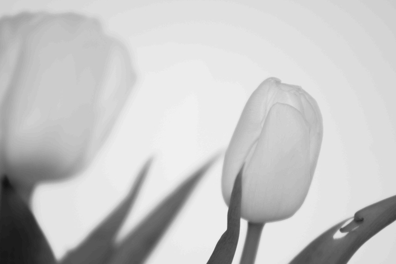 Artistic black and white photo of tulip flower with dramatic shadow.