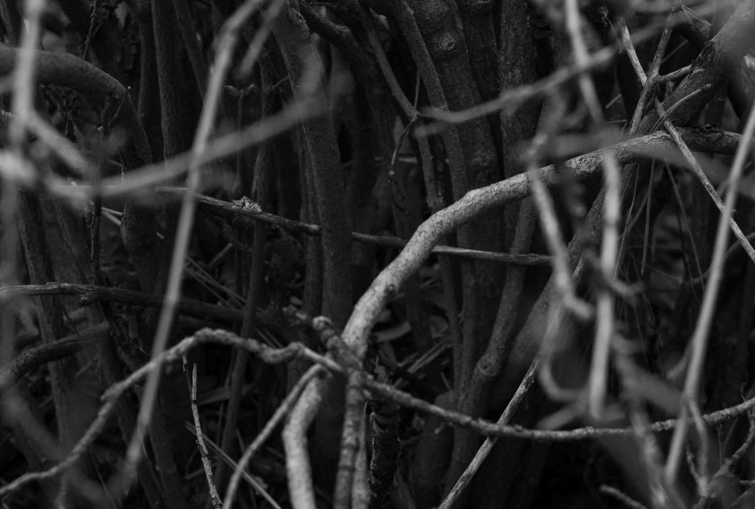 Black and white close-up of twisted bare tree branches creating an abstract pattern.