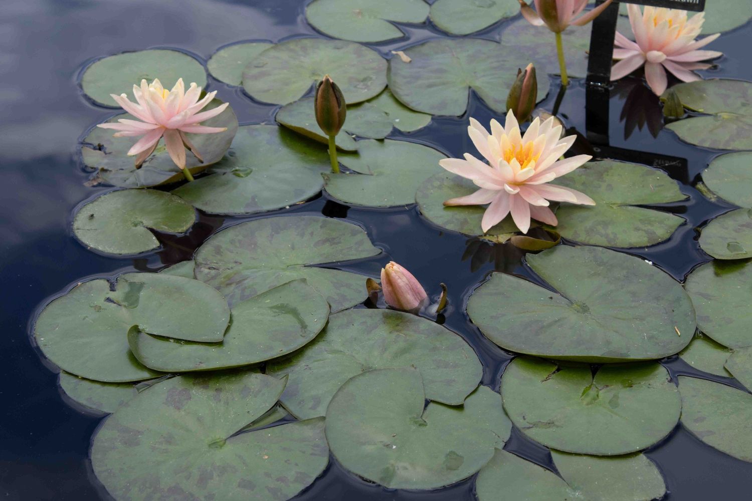 Pink water lilies bloom among green lily pads floating on dark reflective water in a peaceful pond.