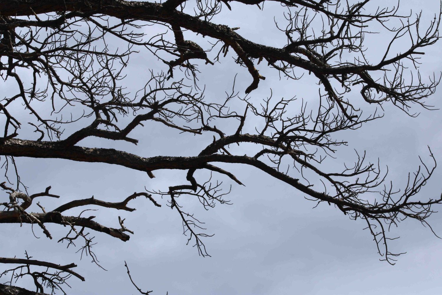 Silhouetted bare tree branches against a cloudy winter sky creating a dramatic pattern.
