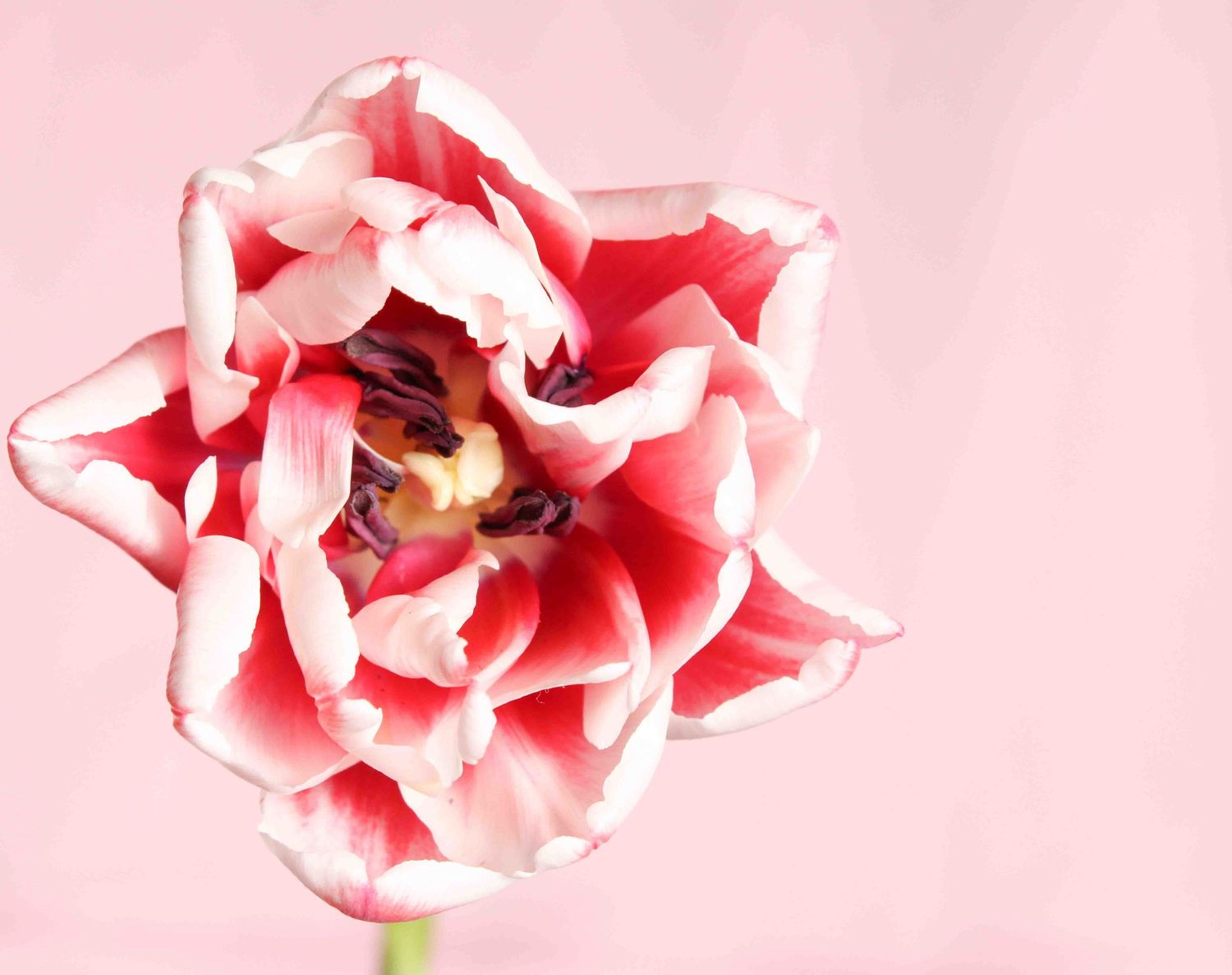 Pink tulip petals unfold in a delicate pattern against soft rose-colored background.