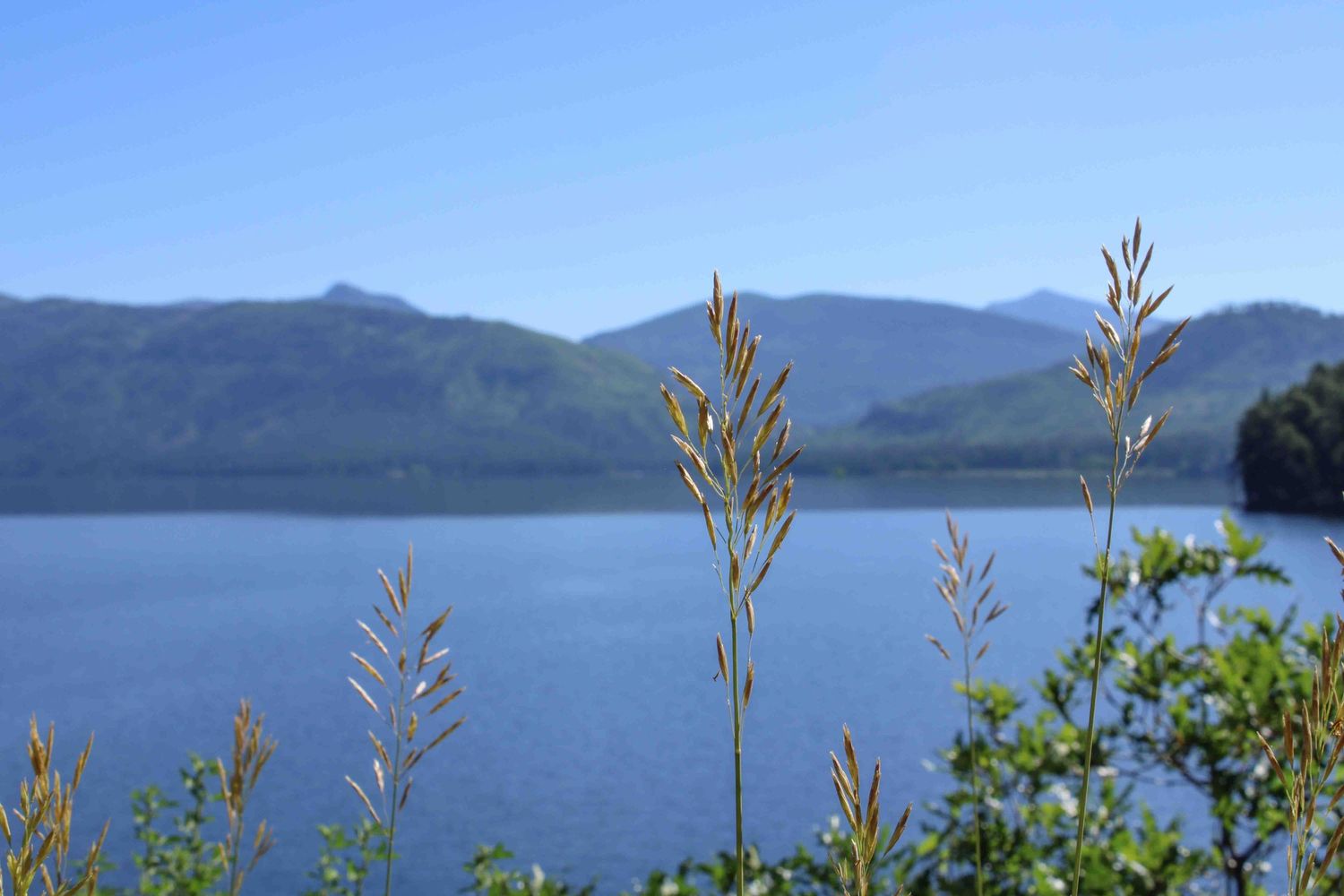 Lake surrounded by mountains with tall grass and vegetation in the foreground.