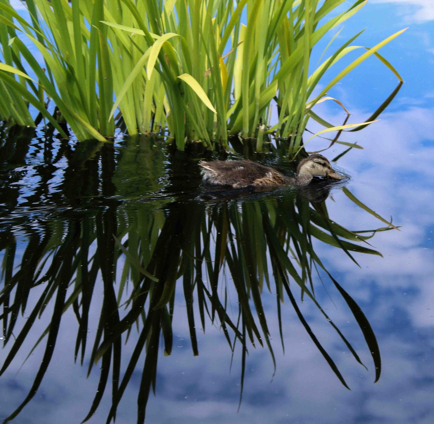 Green reeds reflect in calm blue water with clouds visible in the mirrored surface.