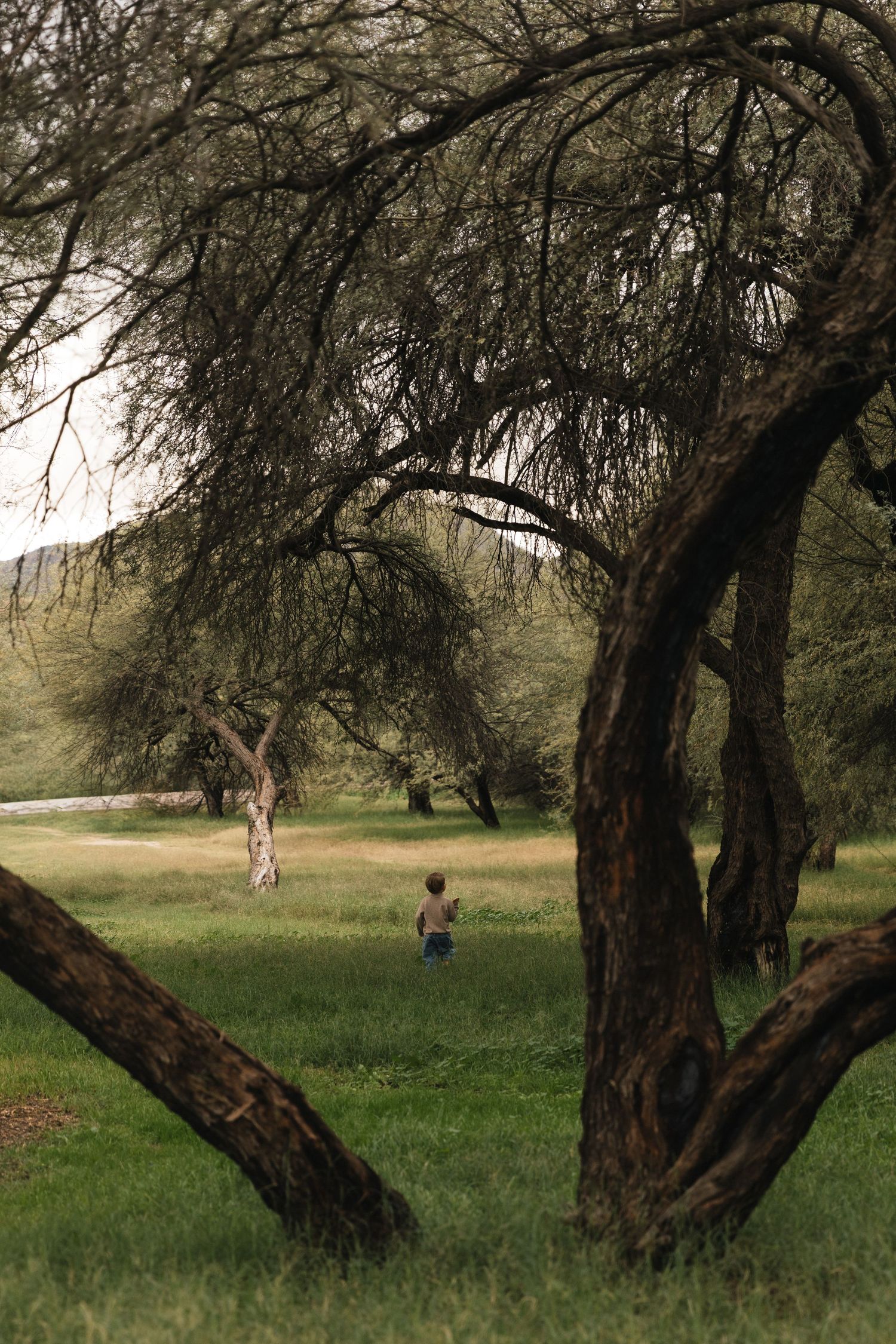 A sequence of five photos showing a person walking behind a large twisted tree trunk in a peaceful grassy meadow.