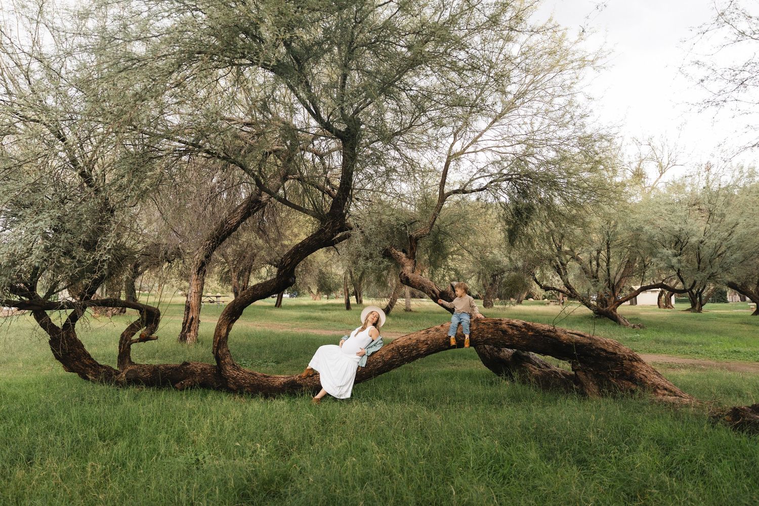 A row of gnarled olive trees creates a natural archway in a peaceful countryside setting.