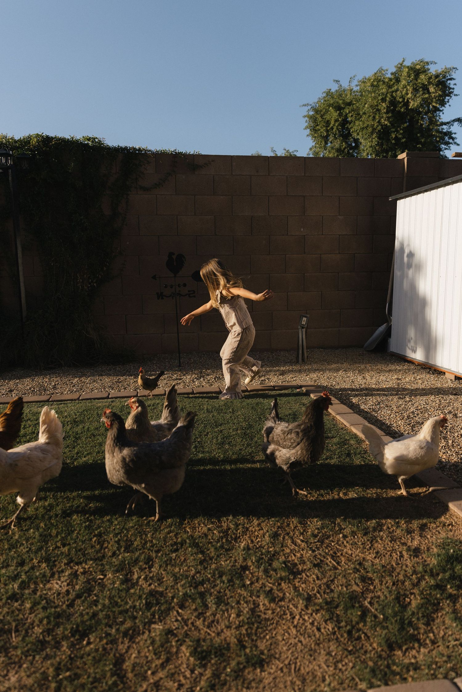 Child running and playing with chickens in a sunny backyard enclosed by brick walls and lush greenery.