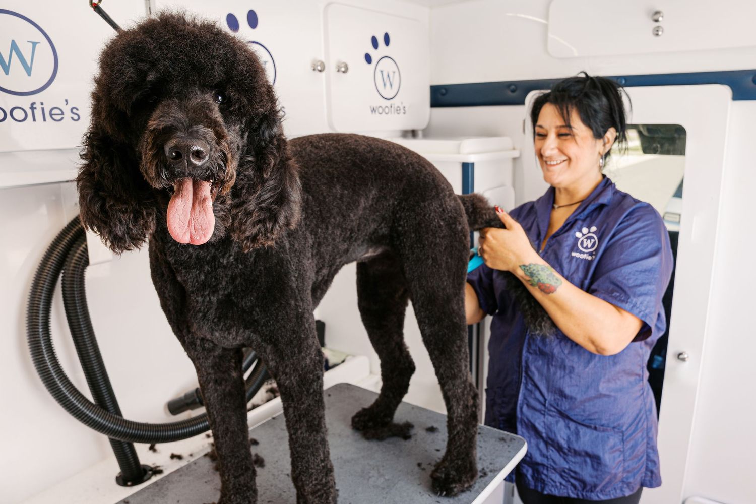 A large black standard poodle receives professional grooming at a pet salon while wearing a blue collar.