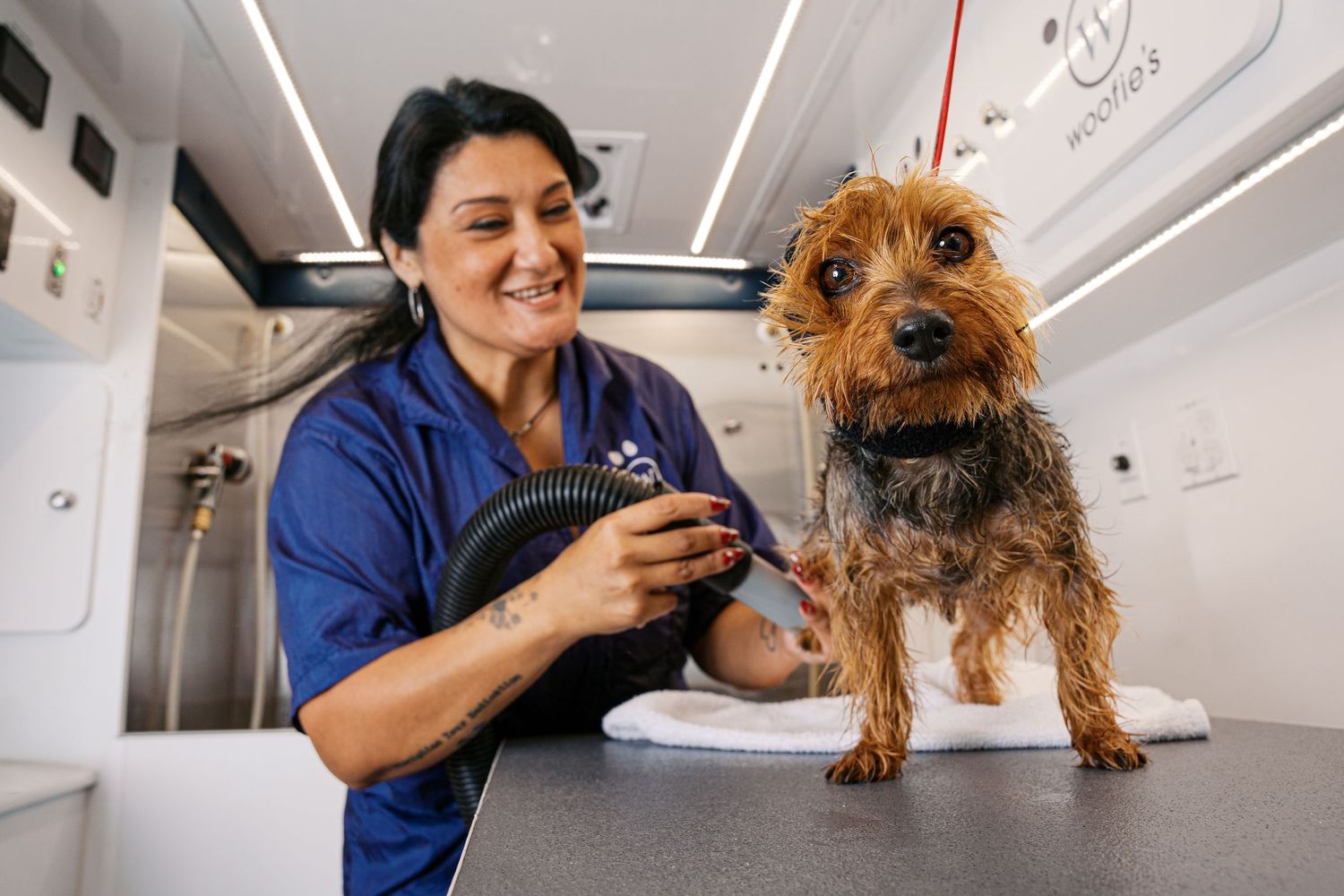 A wet Yorkshire Terrier dog getting bathed and groomed at a professional pet grooming salon.