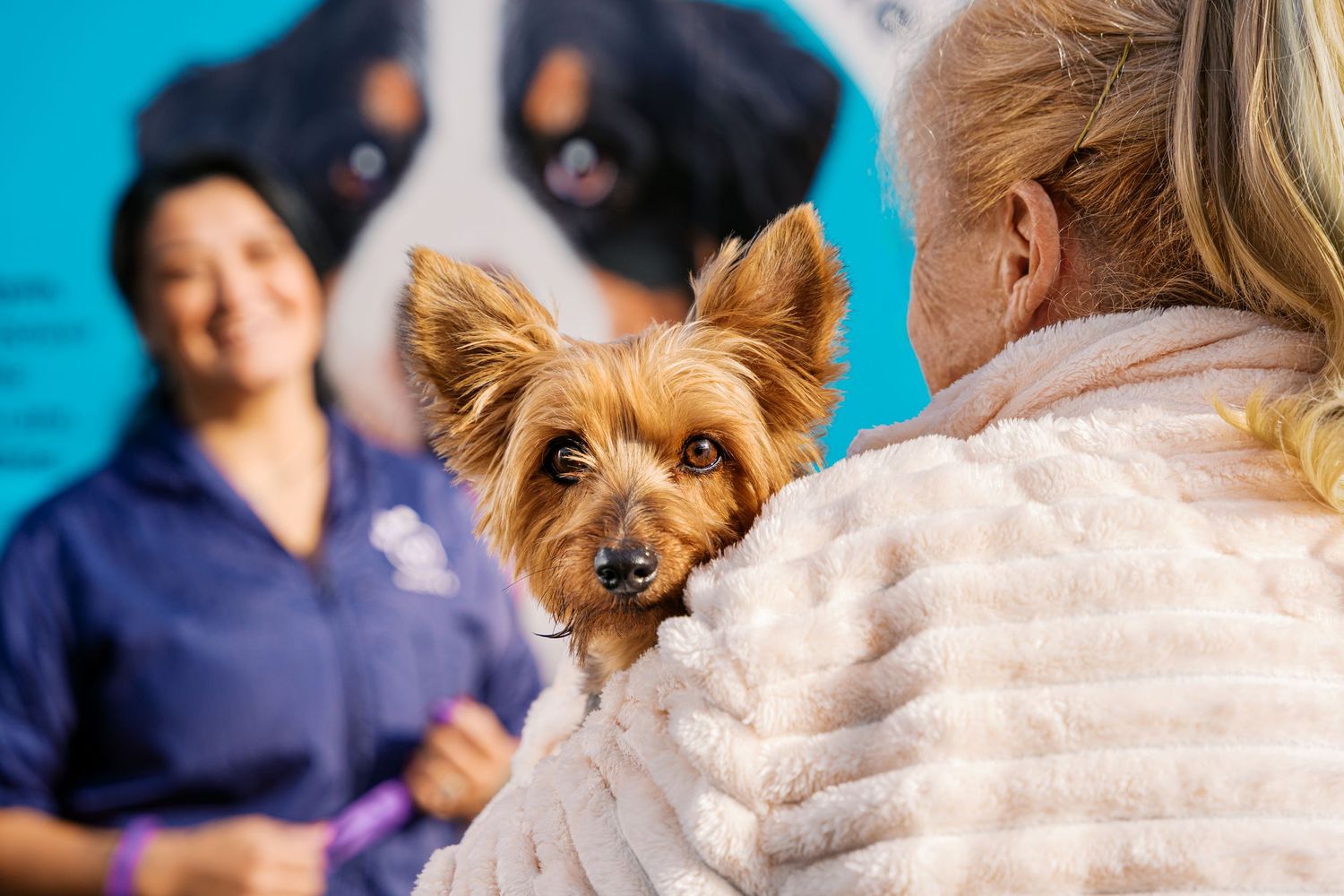 Veterinary staff member in blue scrubs gently examines a small dog on an examination table.