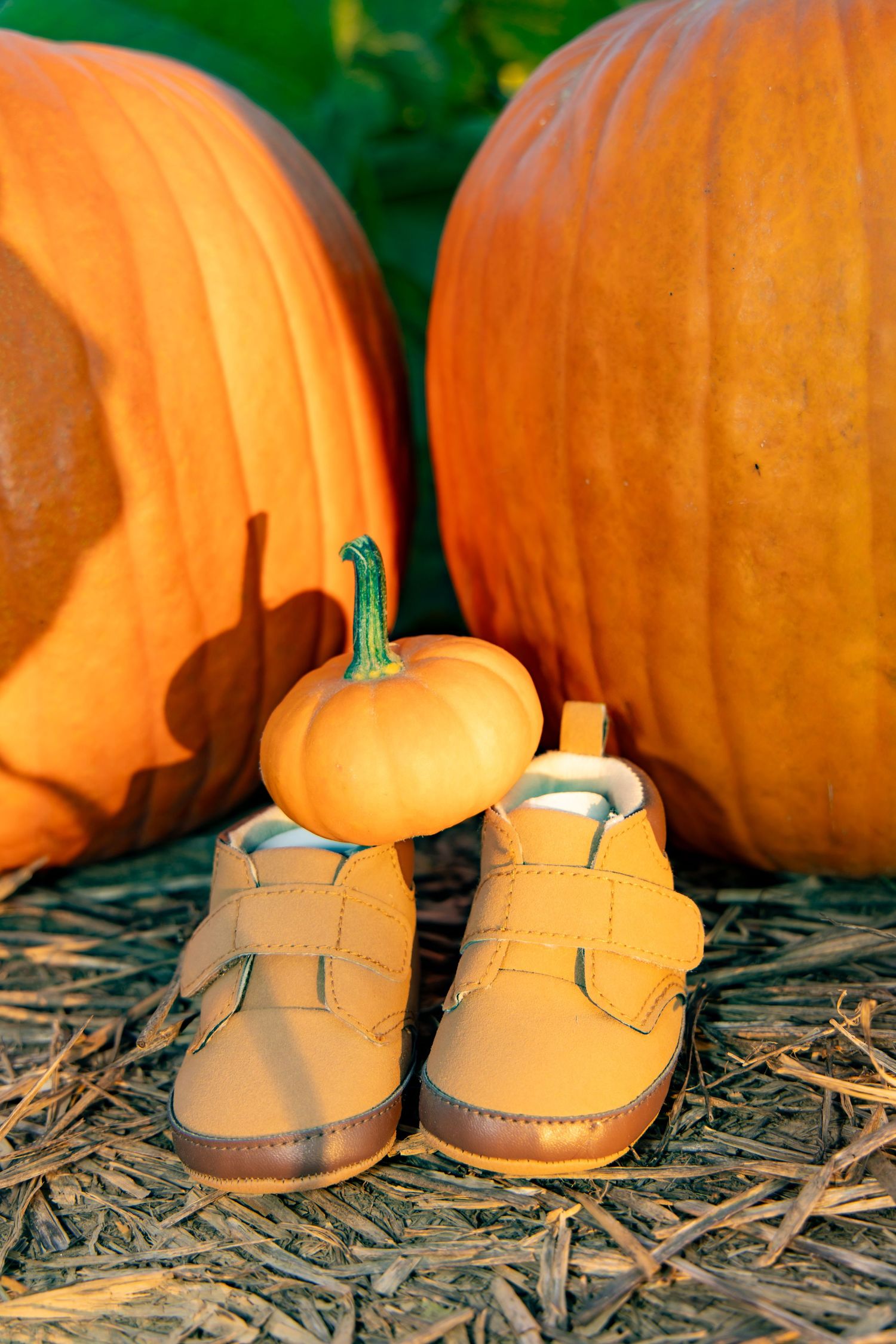 A pair of small tan leather baby boots sits in front of large orange pumpkins on straw with a mini pumpkin between them.
