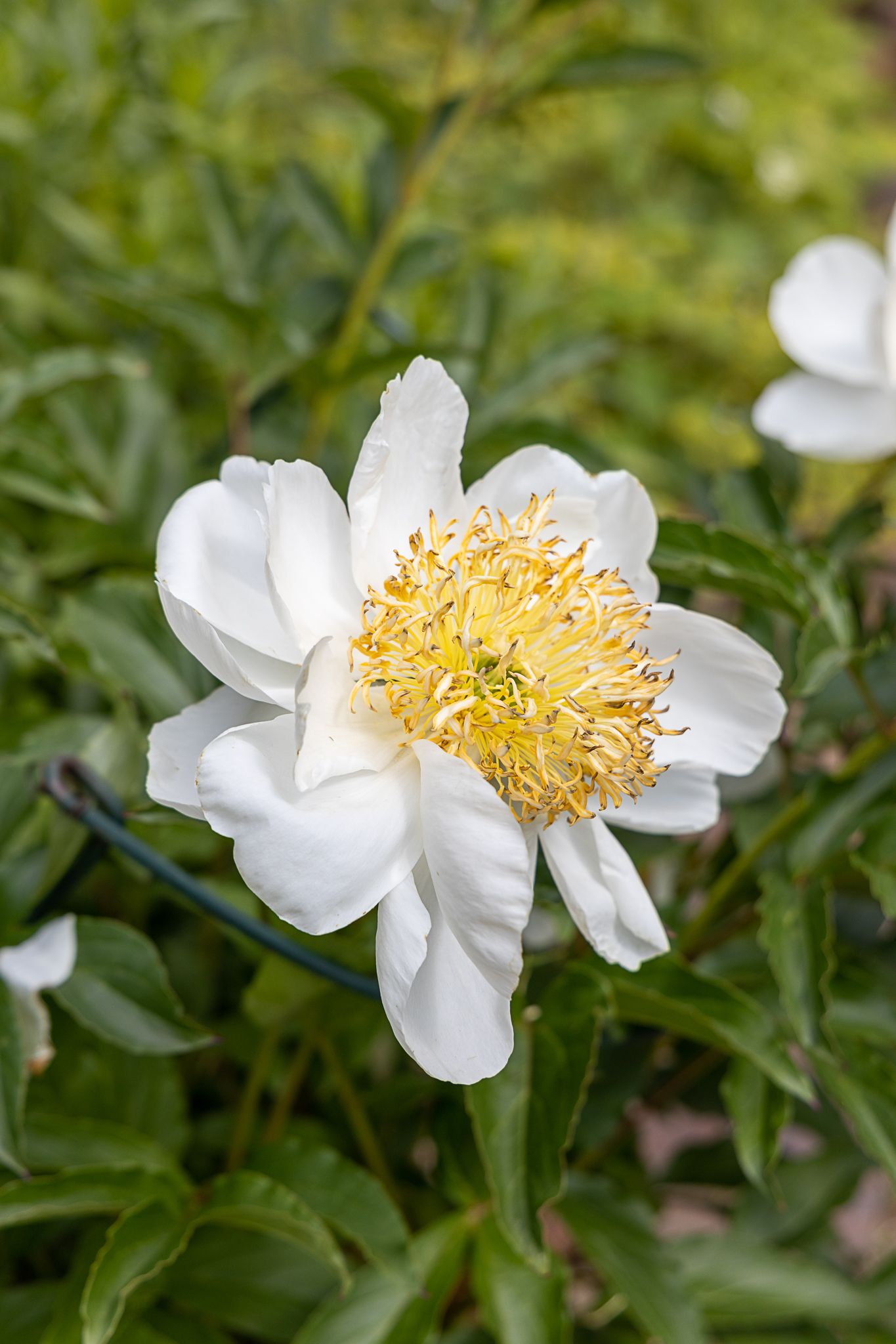 Close-up of a white peony flower with yellow stamens against green foliage background.