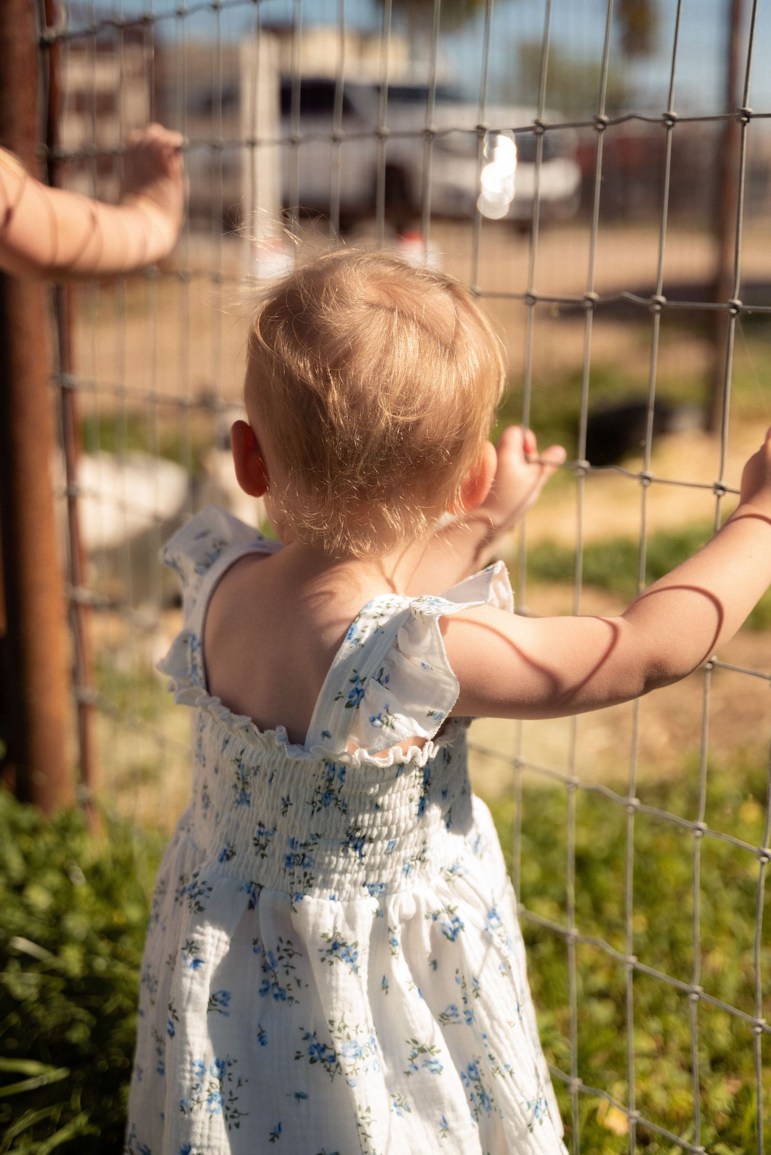 A series of photos showing a small child in a floral dress looking through a wire fence outdoors.