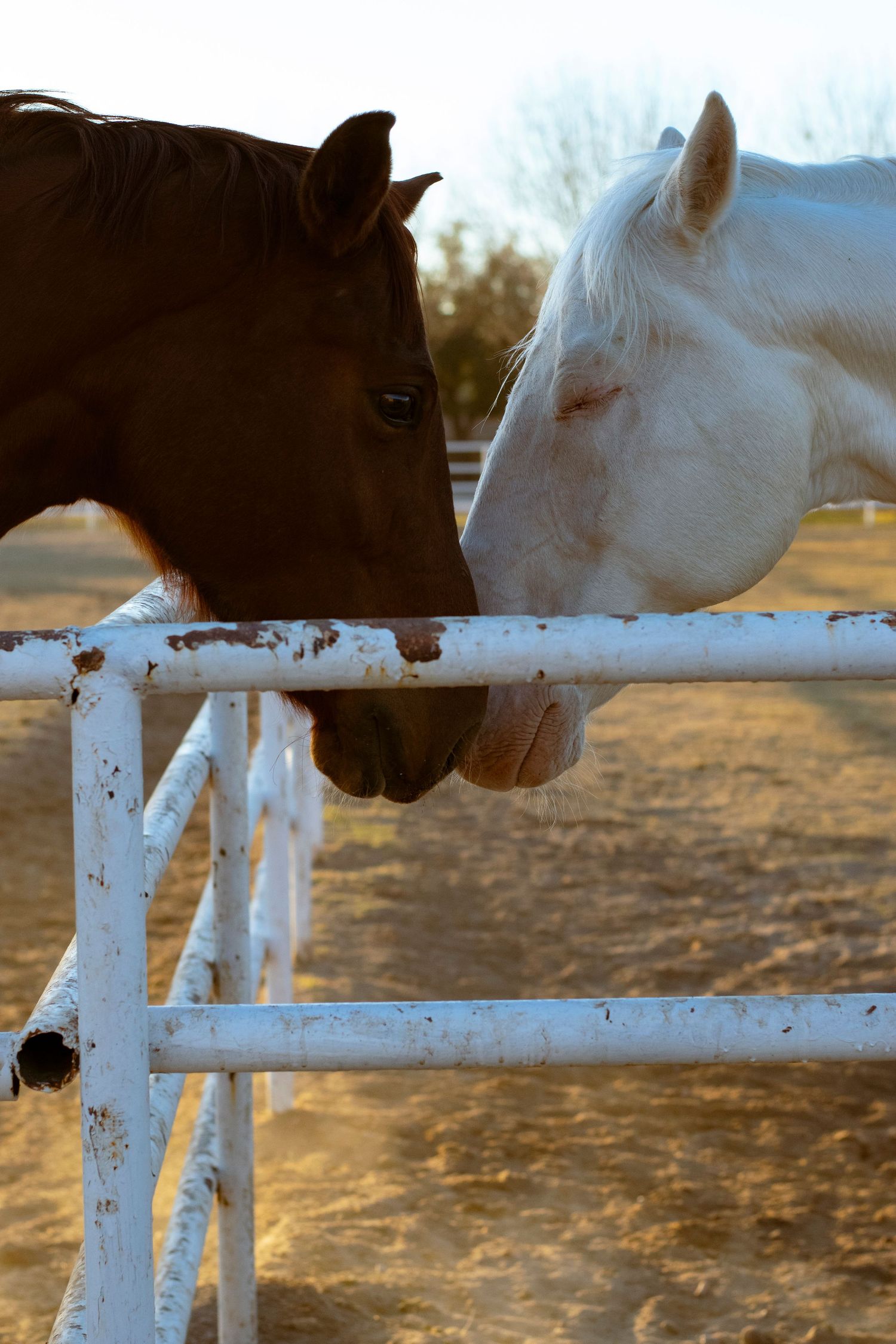 A brown and white horse touching noses over a white fence rail in soft daylight.