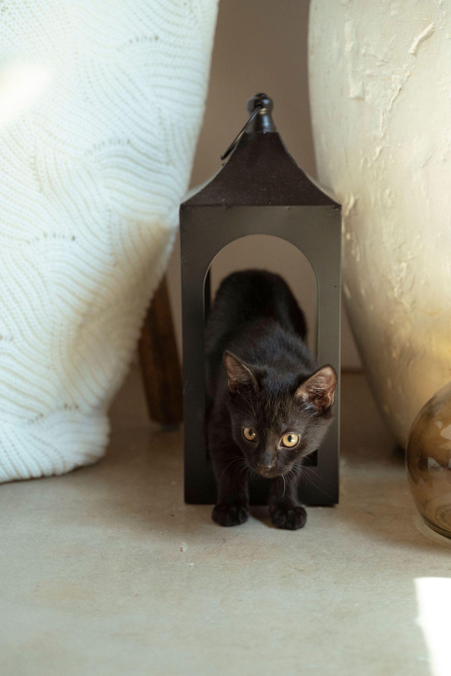 Four sequential images show a curious black cat gradually peeping out from a dark cubby hole or pet house.