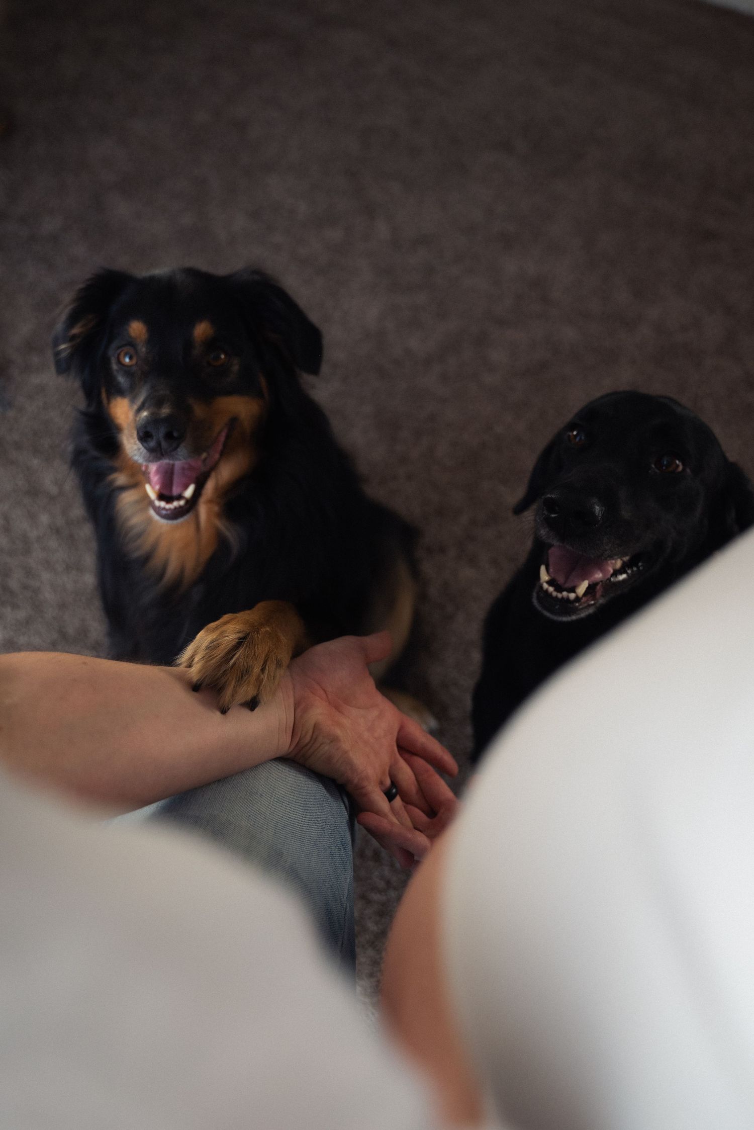 Black and brown dog lying on carpet showing playful expressions in sequence of photos.