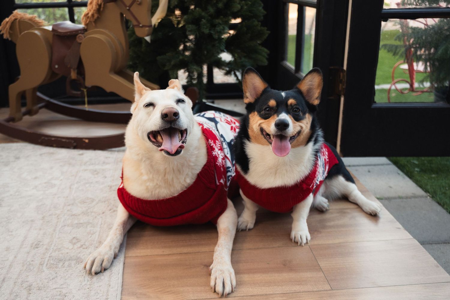 Two happy dogs wearing festive red Christmas sweaters pose together on a wood floor near a decorated holiday tree.
