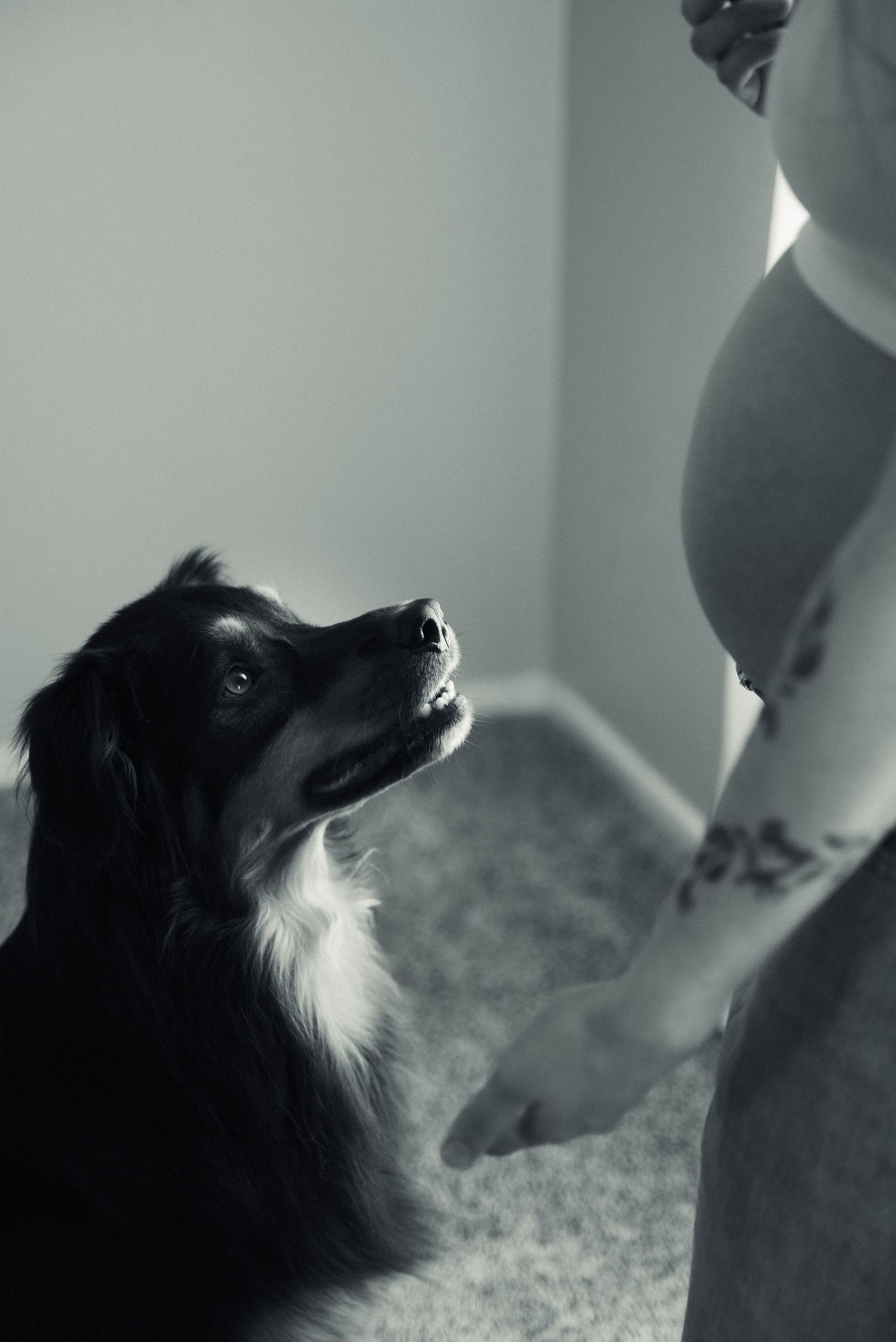 Black and white dog looking upward with gentle expression against light background.