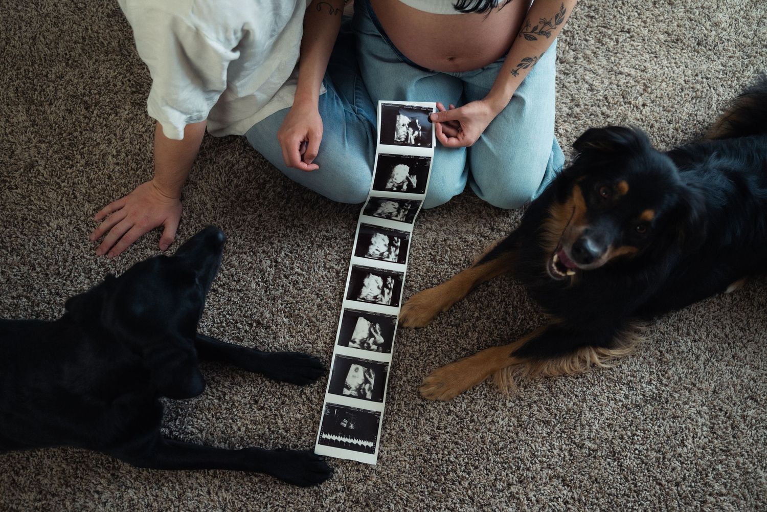 Two dogs and ultrasound photo strip laid out on carpet being viewed from above.