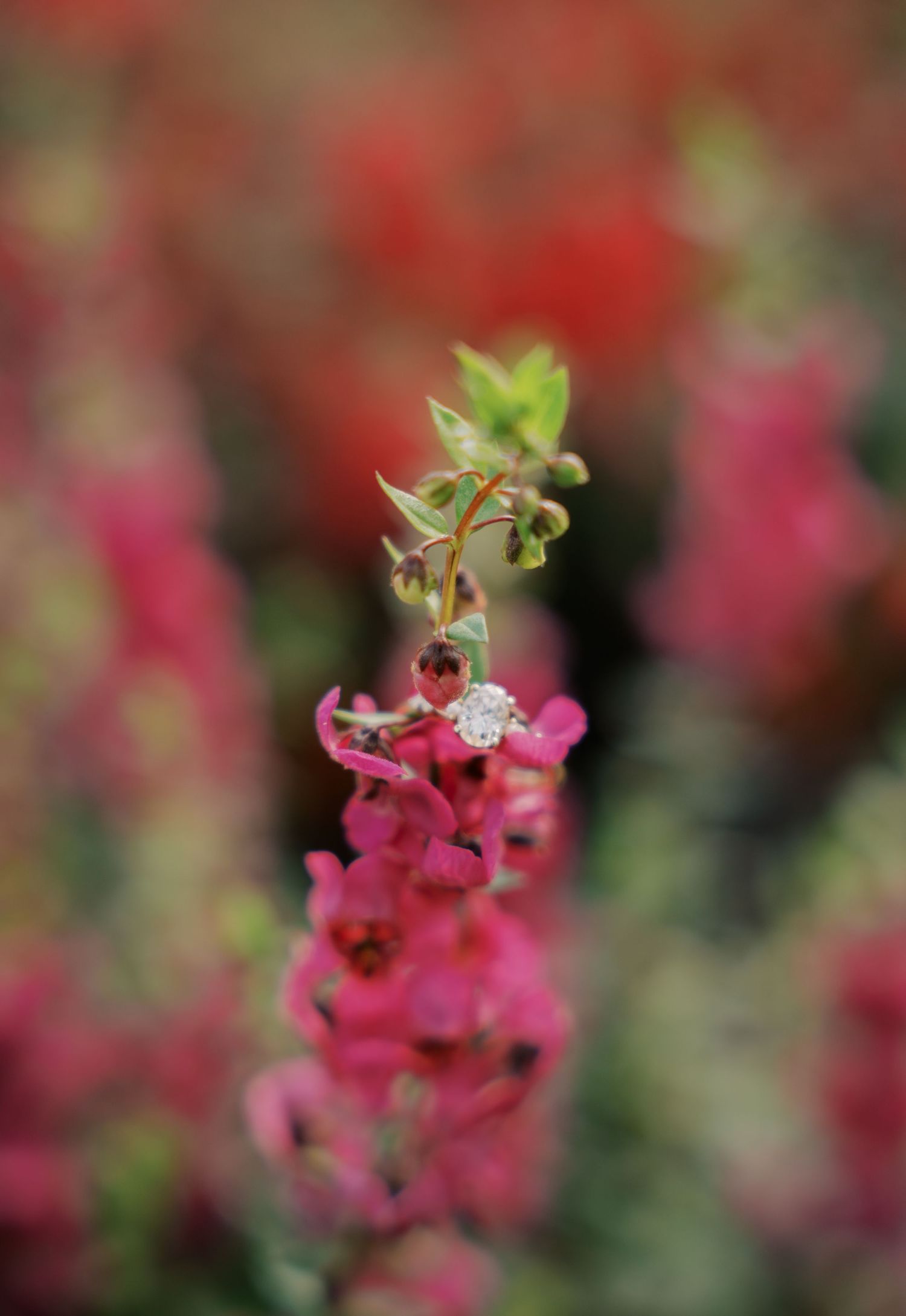 Diamond engagement ring delicately placed on a bright pink snapdragon flower stem in a garden.
