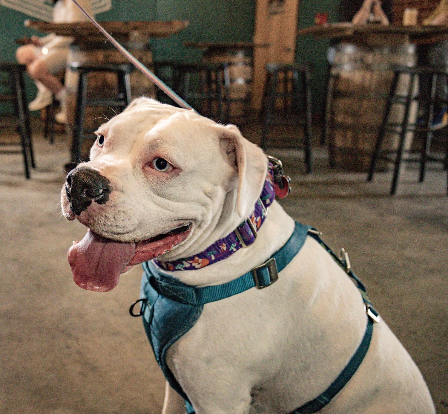 White pit bull wearing blue harness smiling at dog-friendly bar.