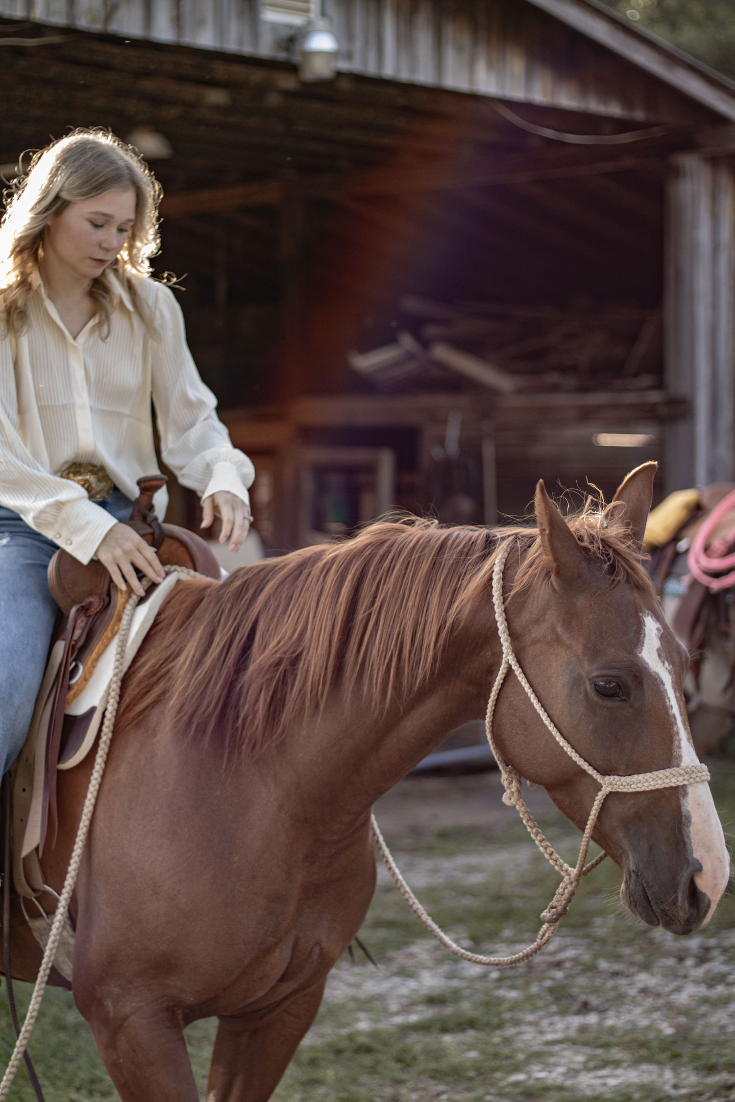 Brown horse with rope halter standing near wooden barn.