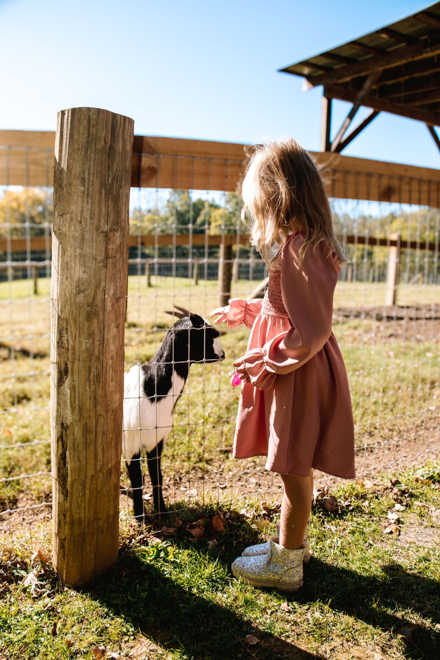 Sunlit wooden posts cast dramatic shadows across a rustic barn setting.