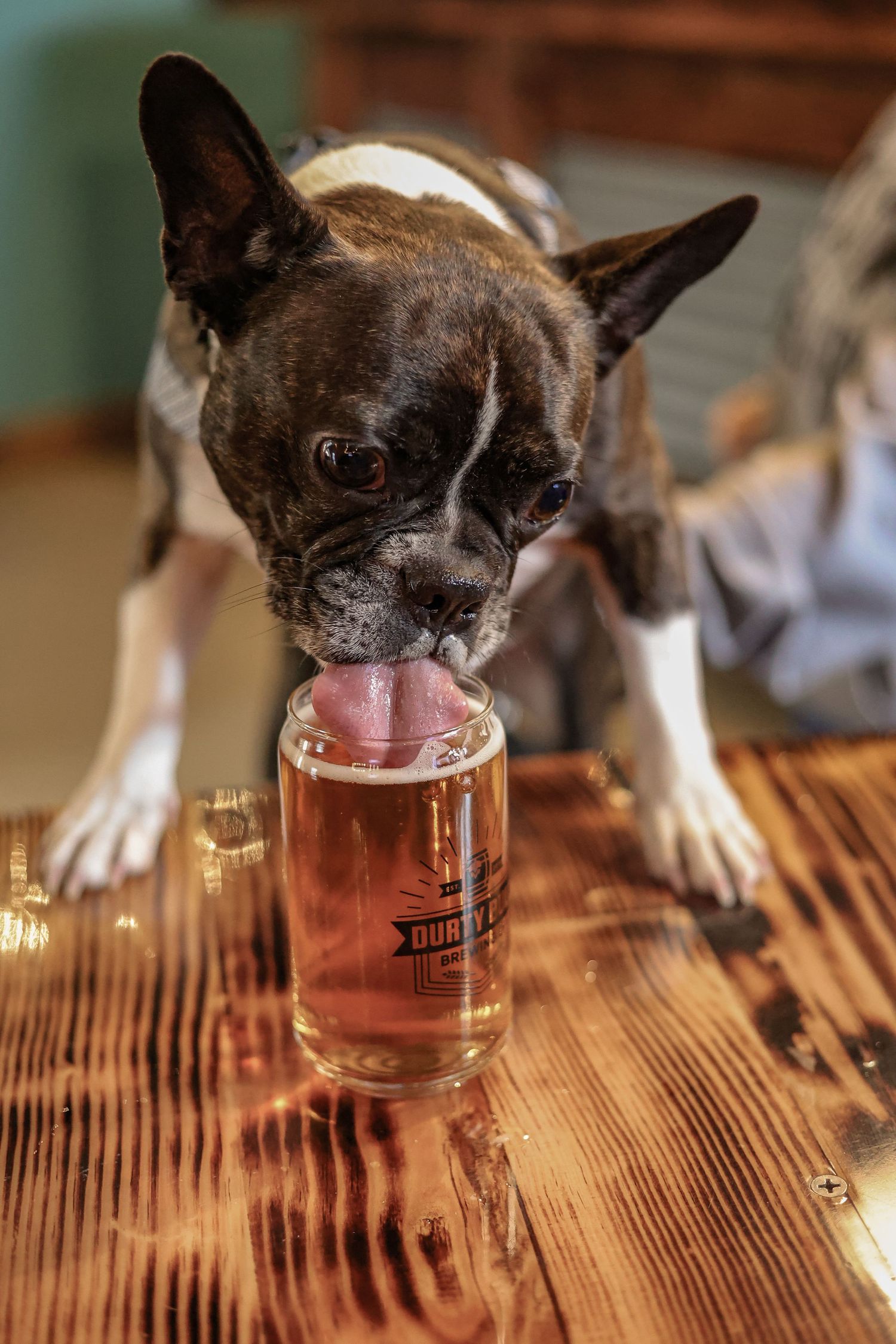 Small Boston terrier licking from a shot glass on wooden bar surface.