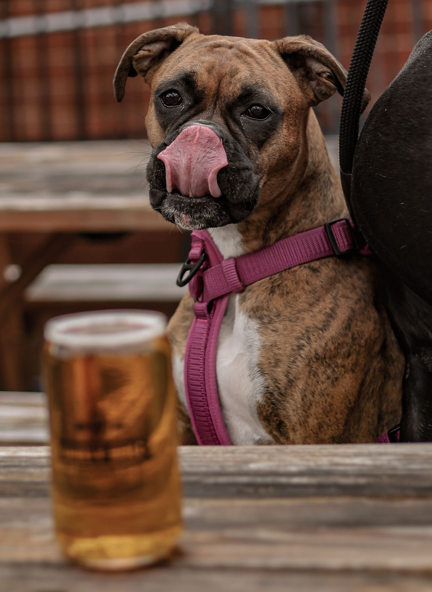 Brindle dog with pink harness sticking tongue out next to beer glass on wooden table.