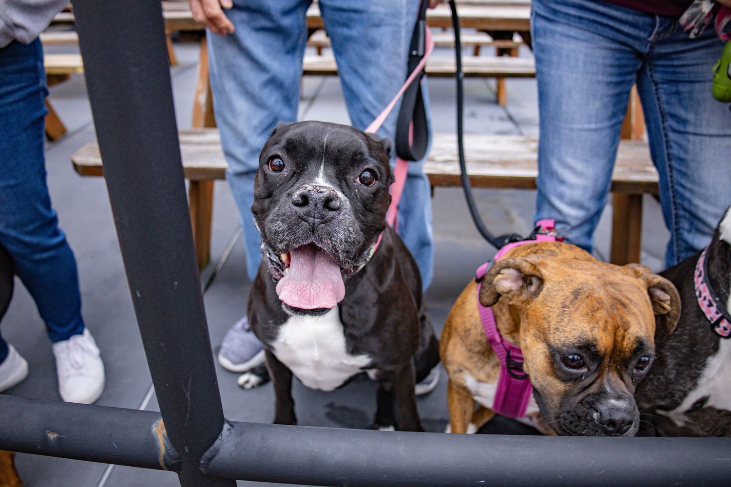 Two dogs sitting at outdoor patio near black railing.