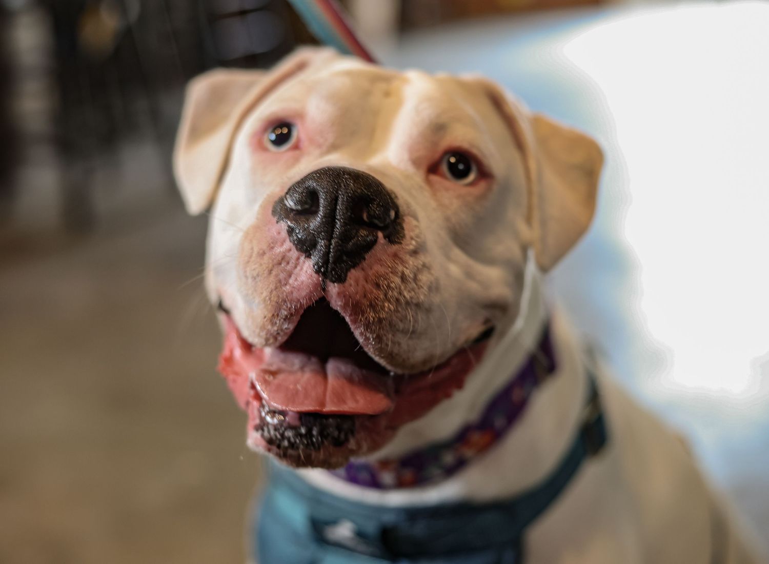 Close-up portrait of a smiling white boxer dog with a happy expression.