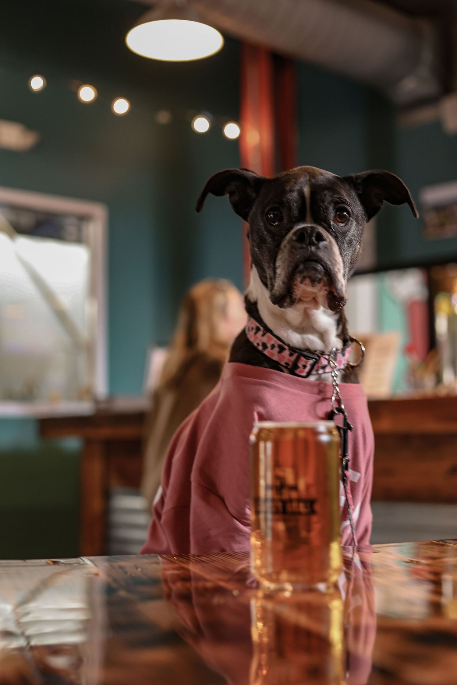 A boxer dog wearing a pink hoodie sitting at a bar with a beer glass.