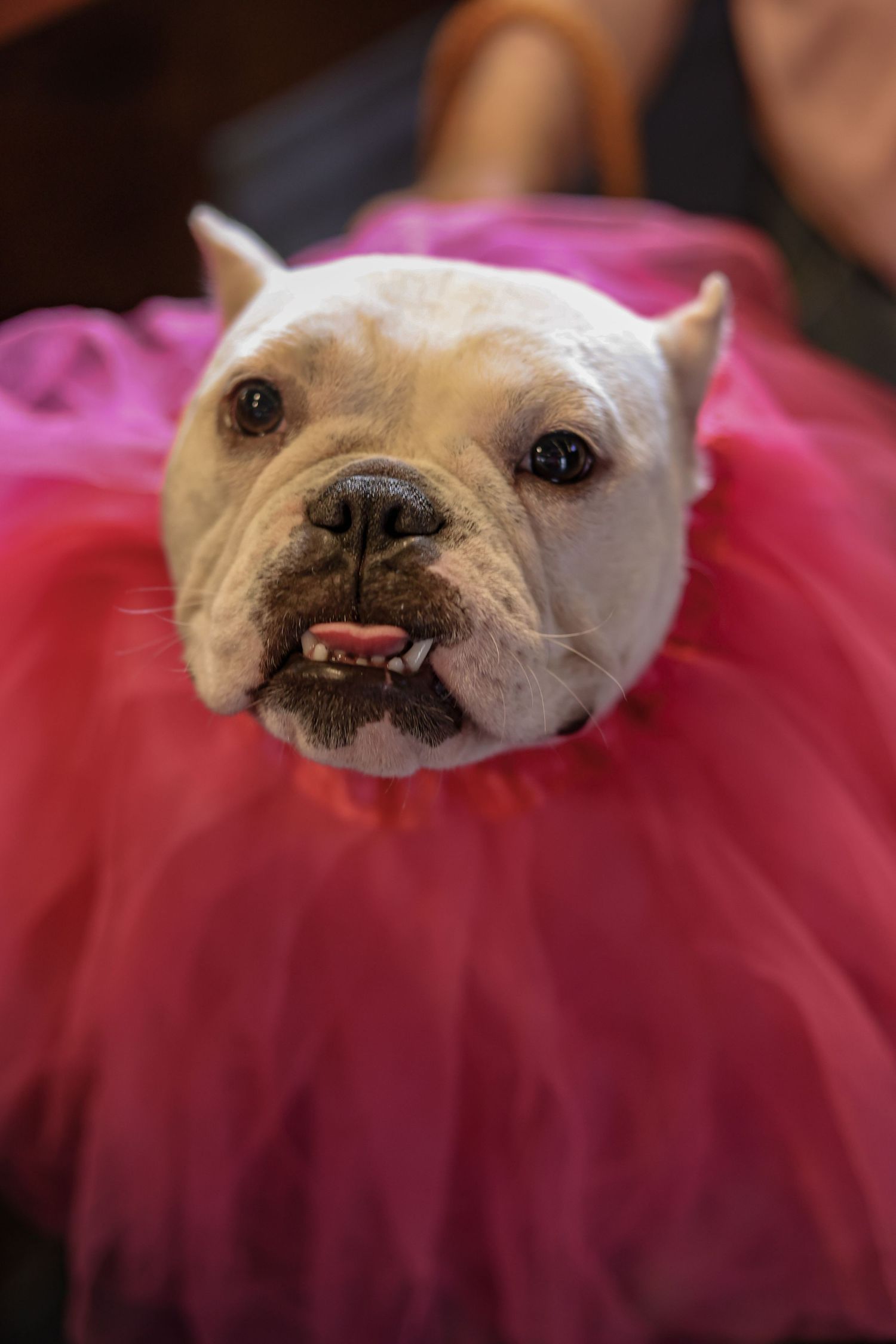 A white boxer dog wearing a pink tutu looks up at the camera with a sweet expression.