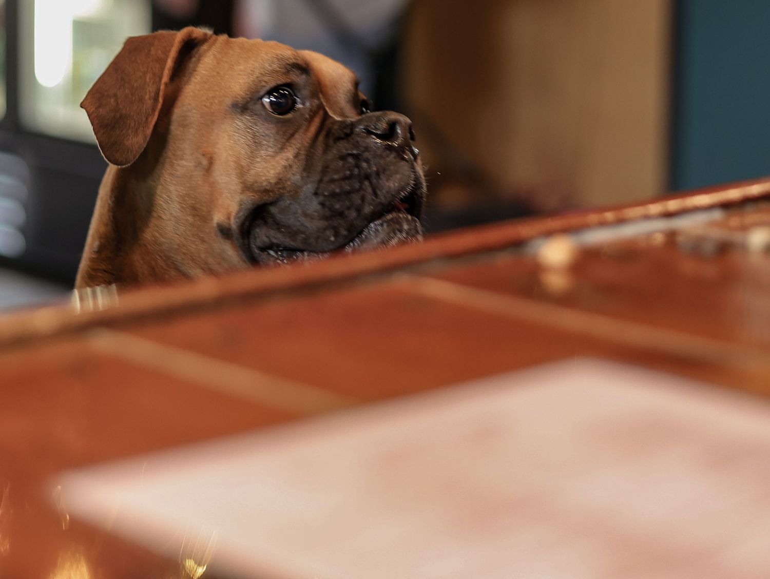 Brown boxer dog peeking over a wooden counter in warm lighting.