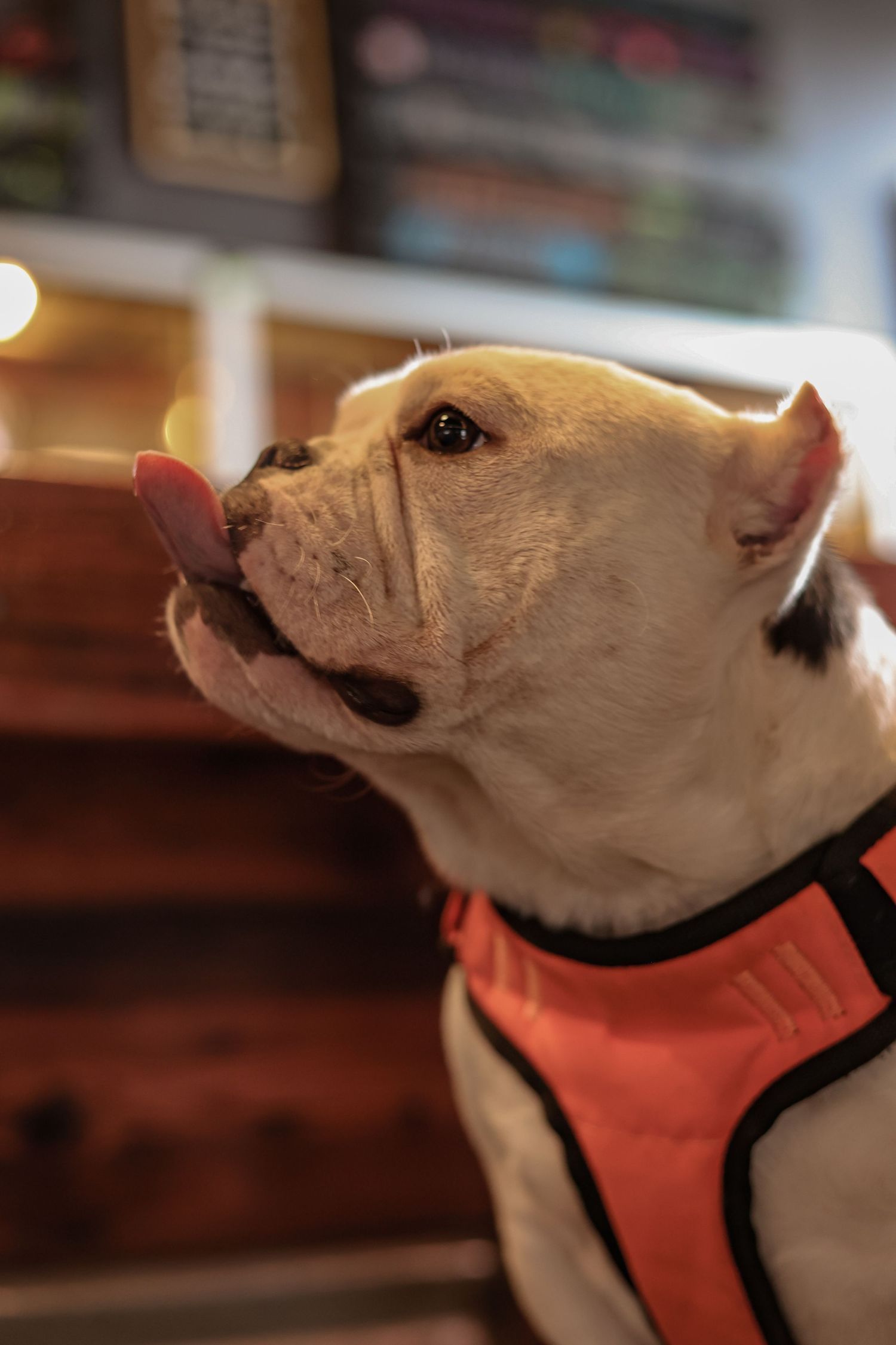 Close-up profile shot of a white pit bull wearing an orange harness.