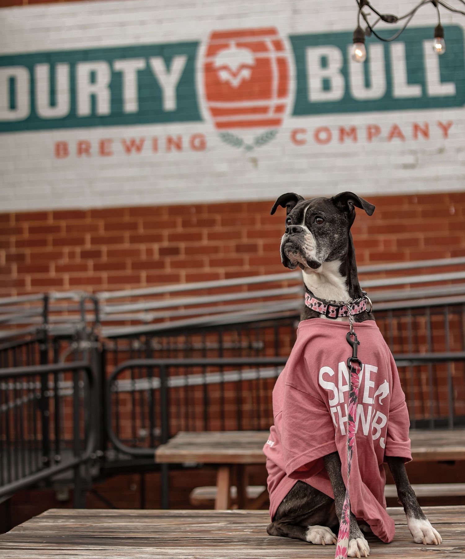 A pit bull wearing a pink sweatshirt posing outside Durty Bull Brewing Company.