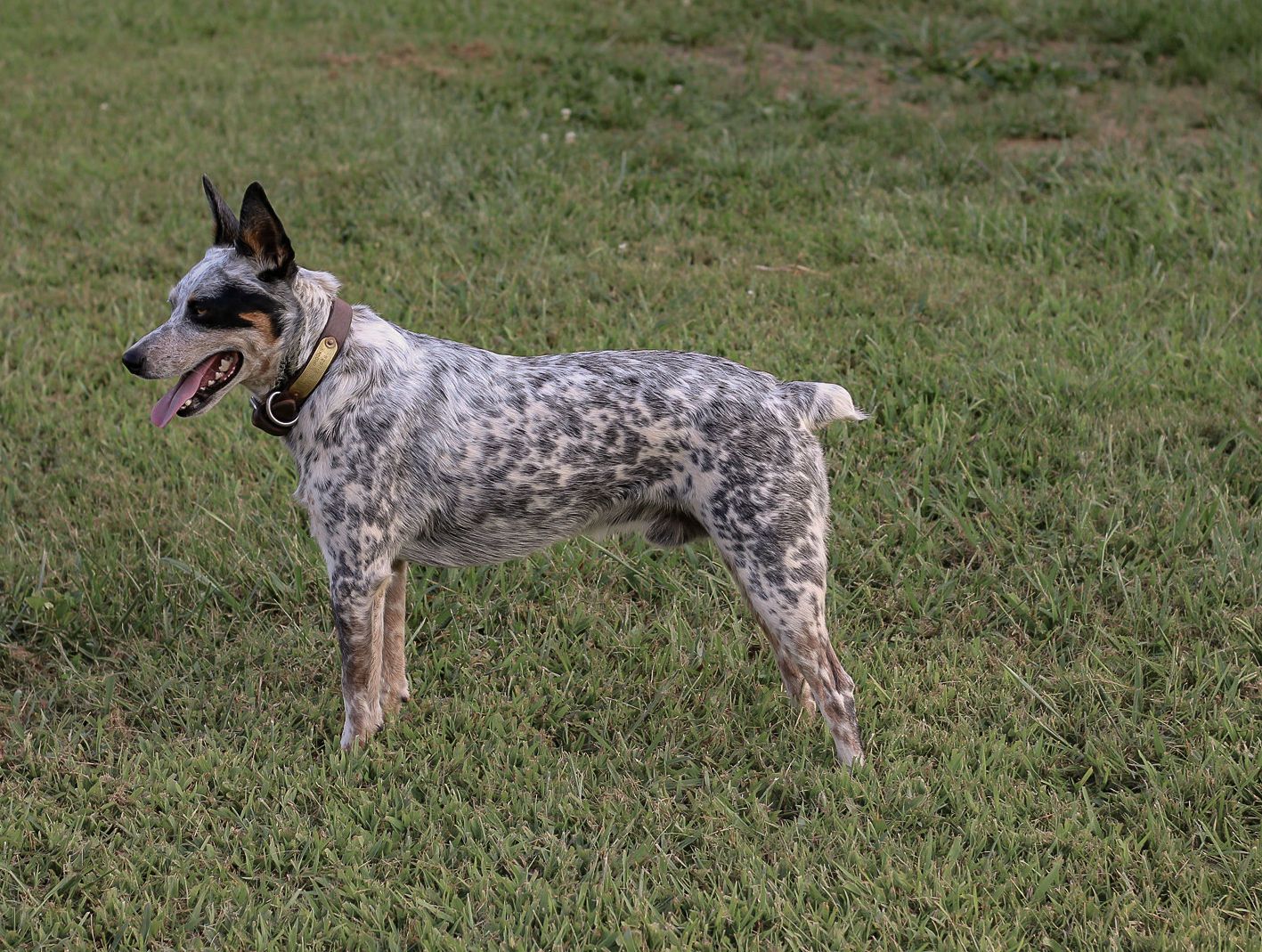 Spotted cattle dog standing alert in grassy field.
