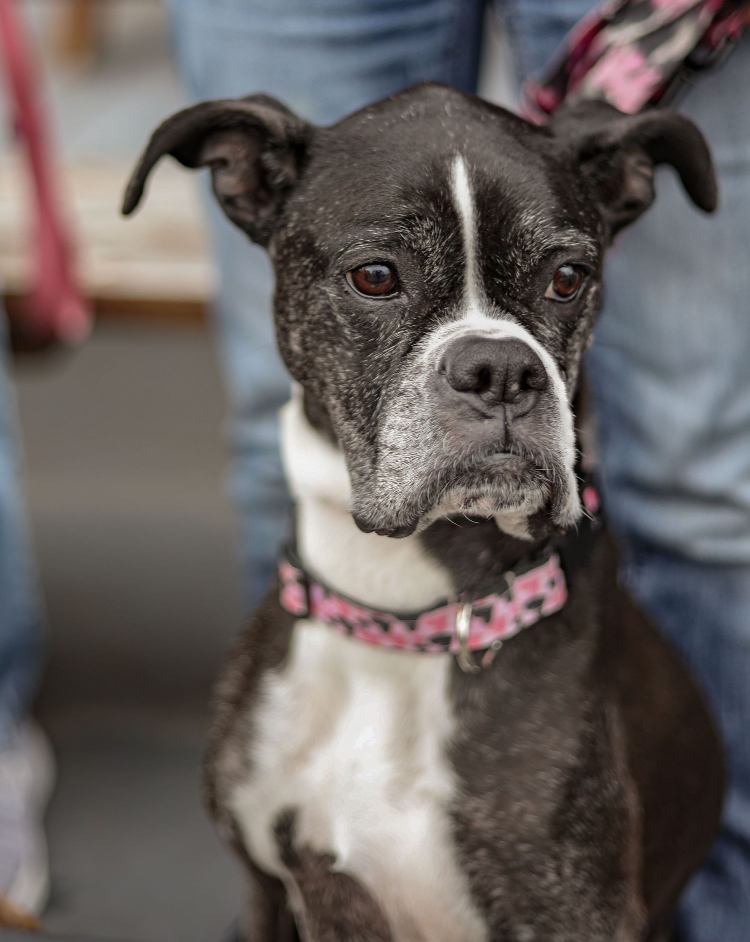 Black and white pit bull mix wearing pink collar in indoor setting.