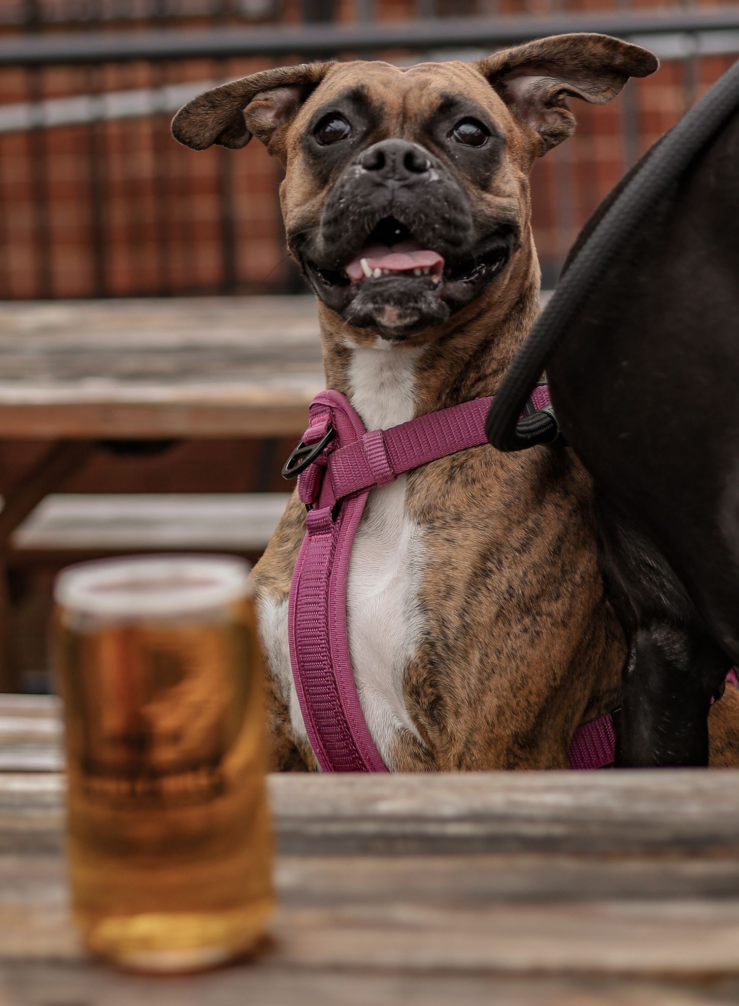 Happy brindle dog in a pink harness sitting at an outdoor bar with a beer glass visible.