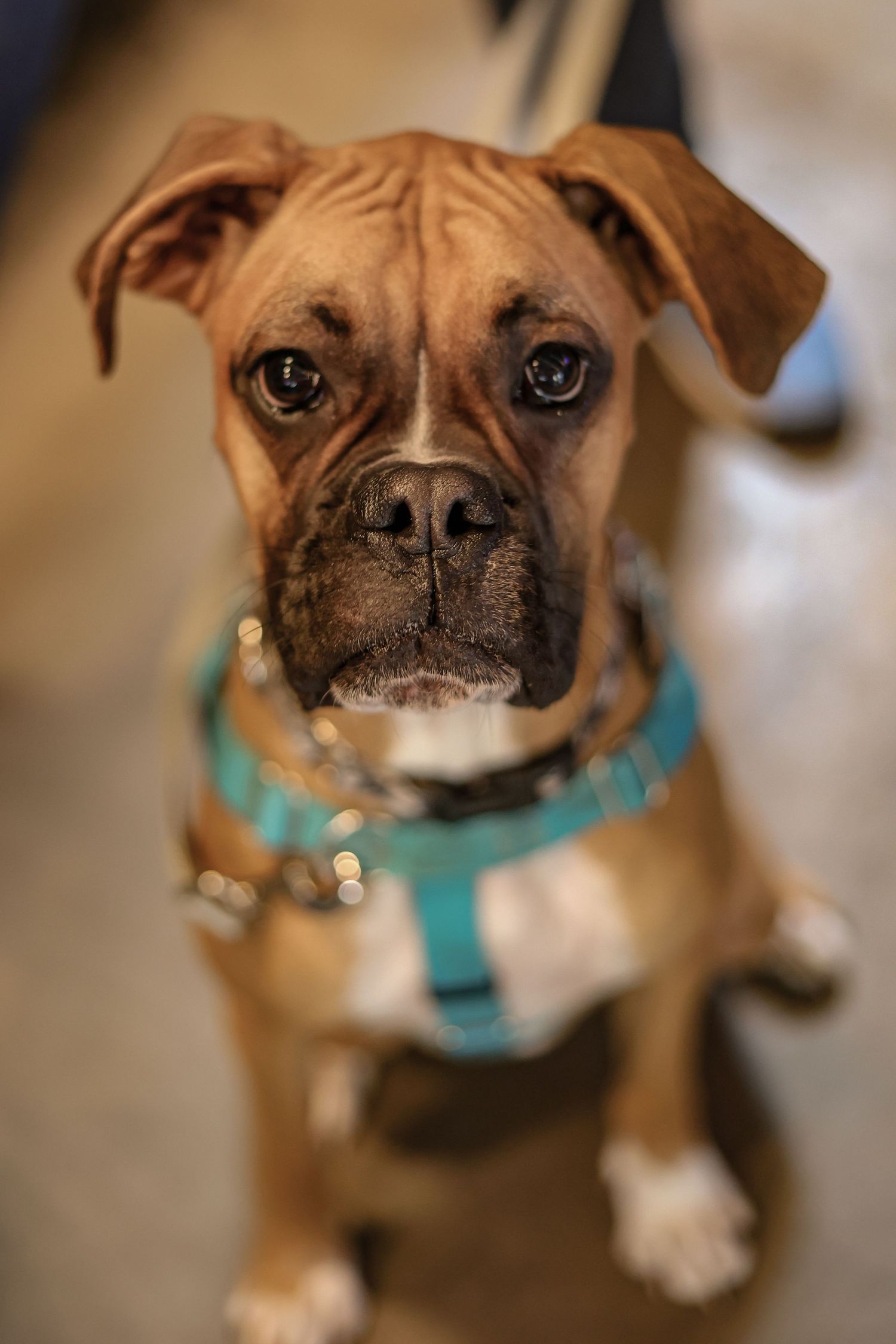 Close-up portrait of a boxer puppy wearing a turquoise harness with a gentle expression.