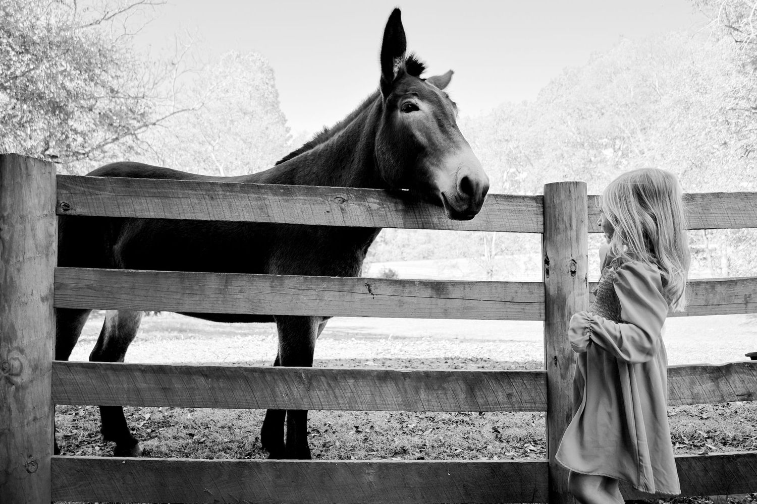 Black and white sequence showing romantic moments along a wooden fence.