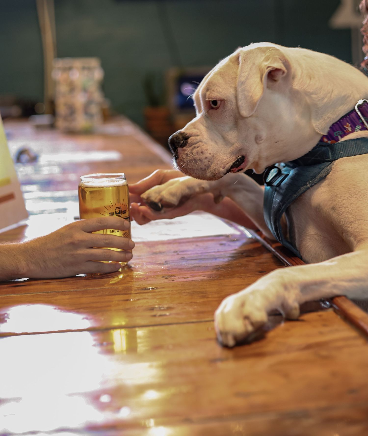 A pit bull dog sitting at a wooden bar counter next to a glass of beer.