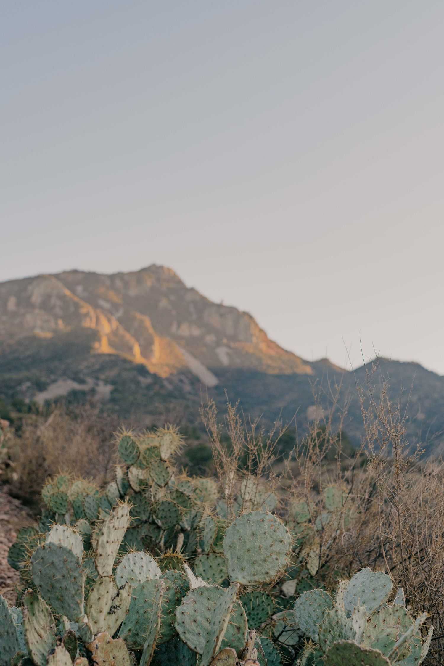Desert mountain landscape with prickly pear cactus growing in foreground at sunset in the American Southwest.