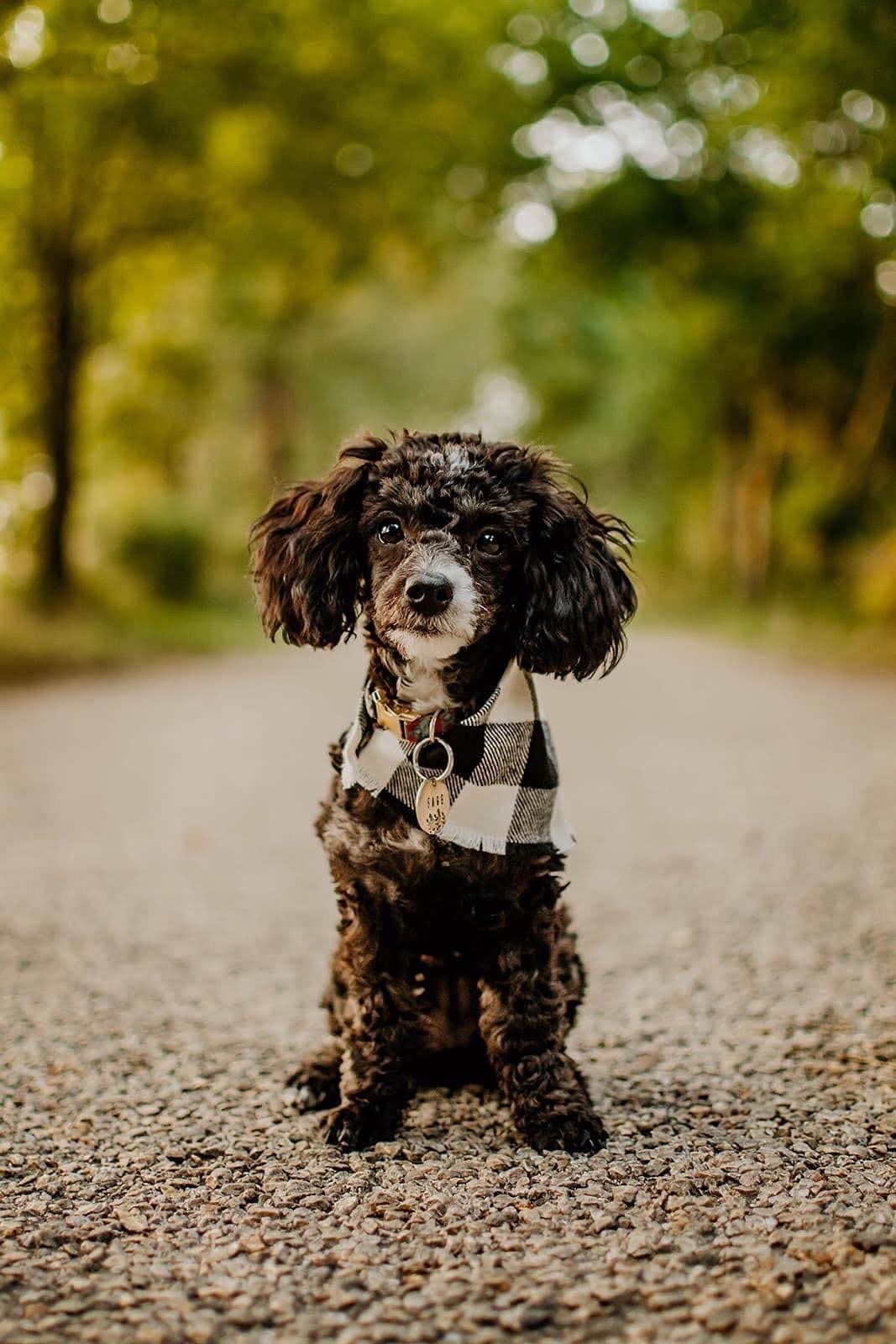 A small black cocker spaniel puppy runs playfully across a gravel path on an autumn day.