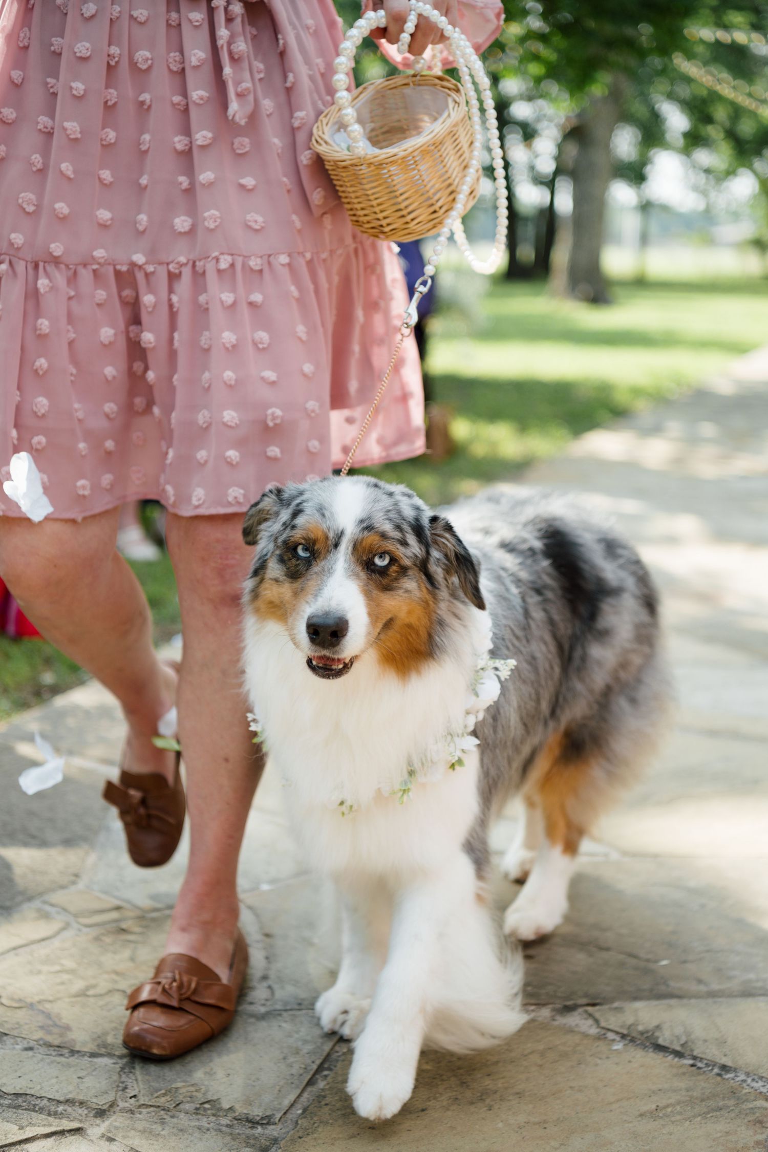 Australian Shepherd dog wearing floral collar stands beside woman in pink dress holding wicker basket at outdoor wedding.