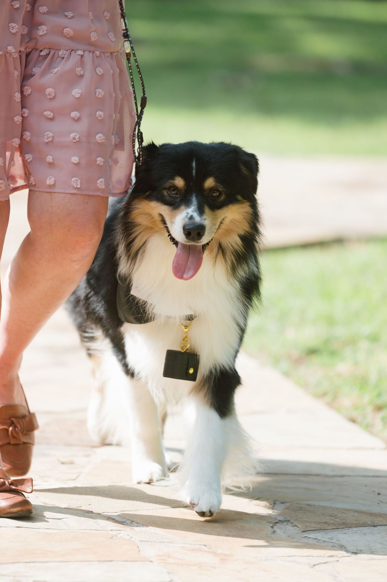 A tri-color Australian Shepherd dog walks on a leash beside a woman in a pink dress on a stone path.