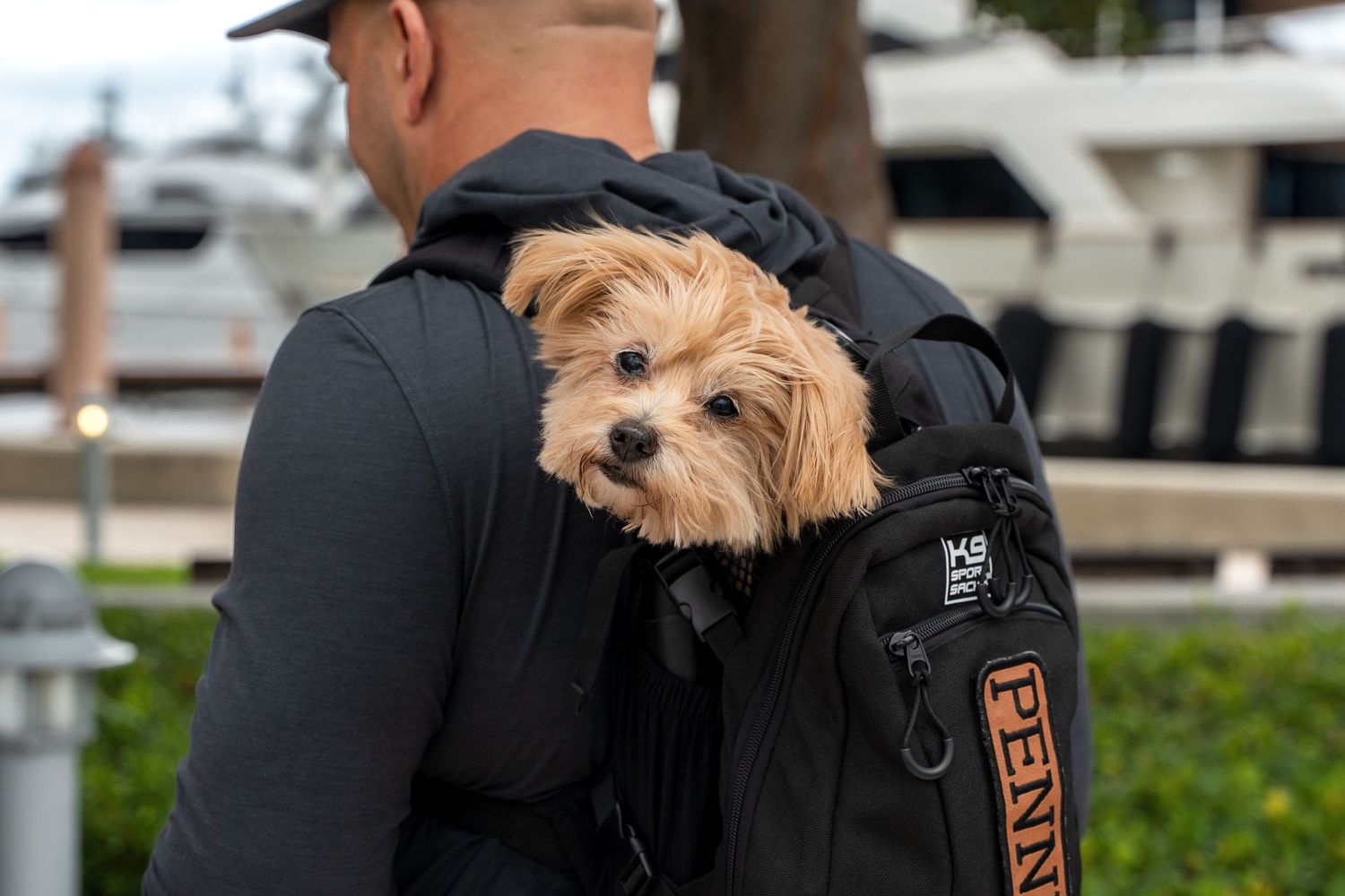 A small brown dog peeking out from a black backpack carrier.